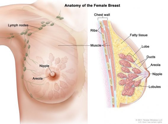 Types of breast